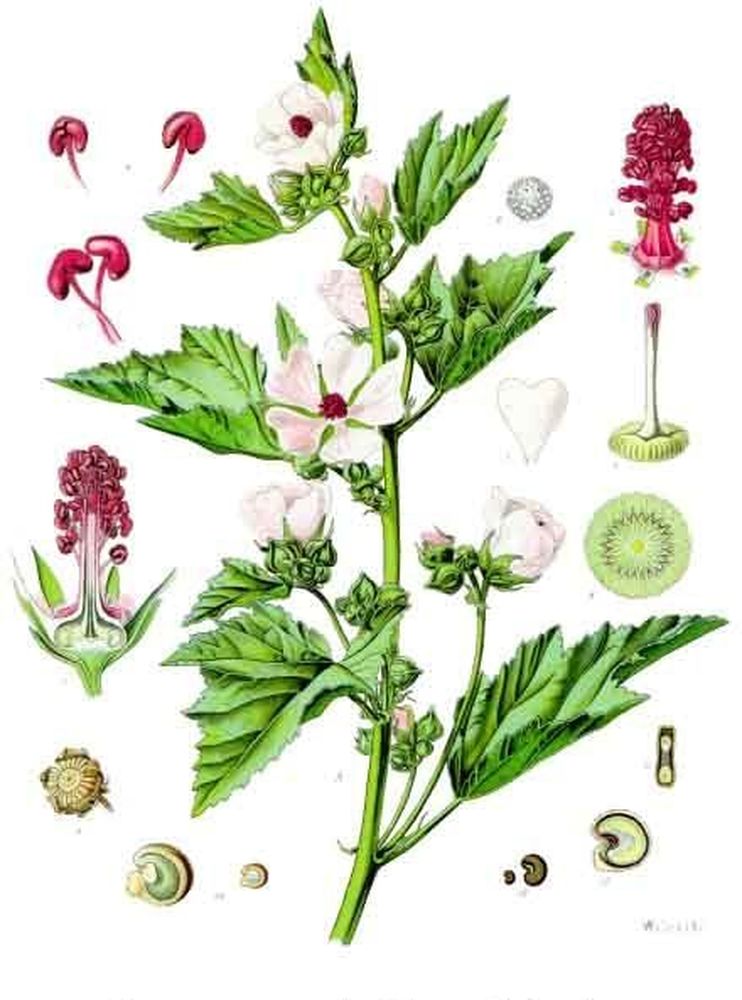 Althea officinalis